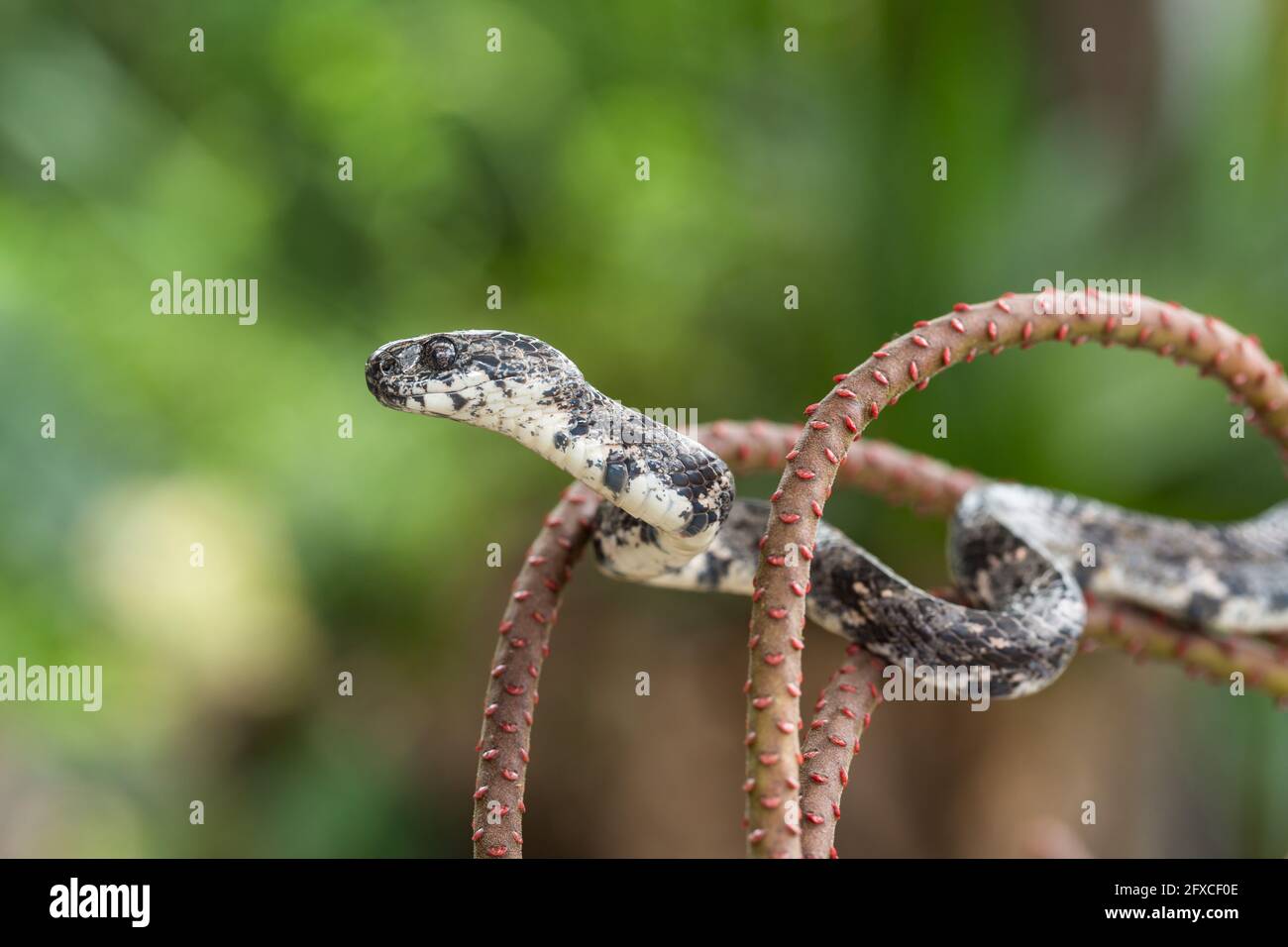 Le serpent à escargot commun, Sibon nebulatus, se nourrit d'escargots et de limaces et peut extraire un escargot de sa coquille. Banque D'Images