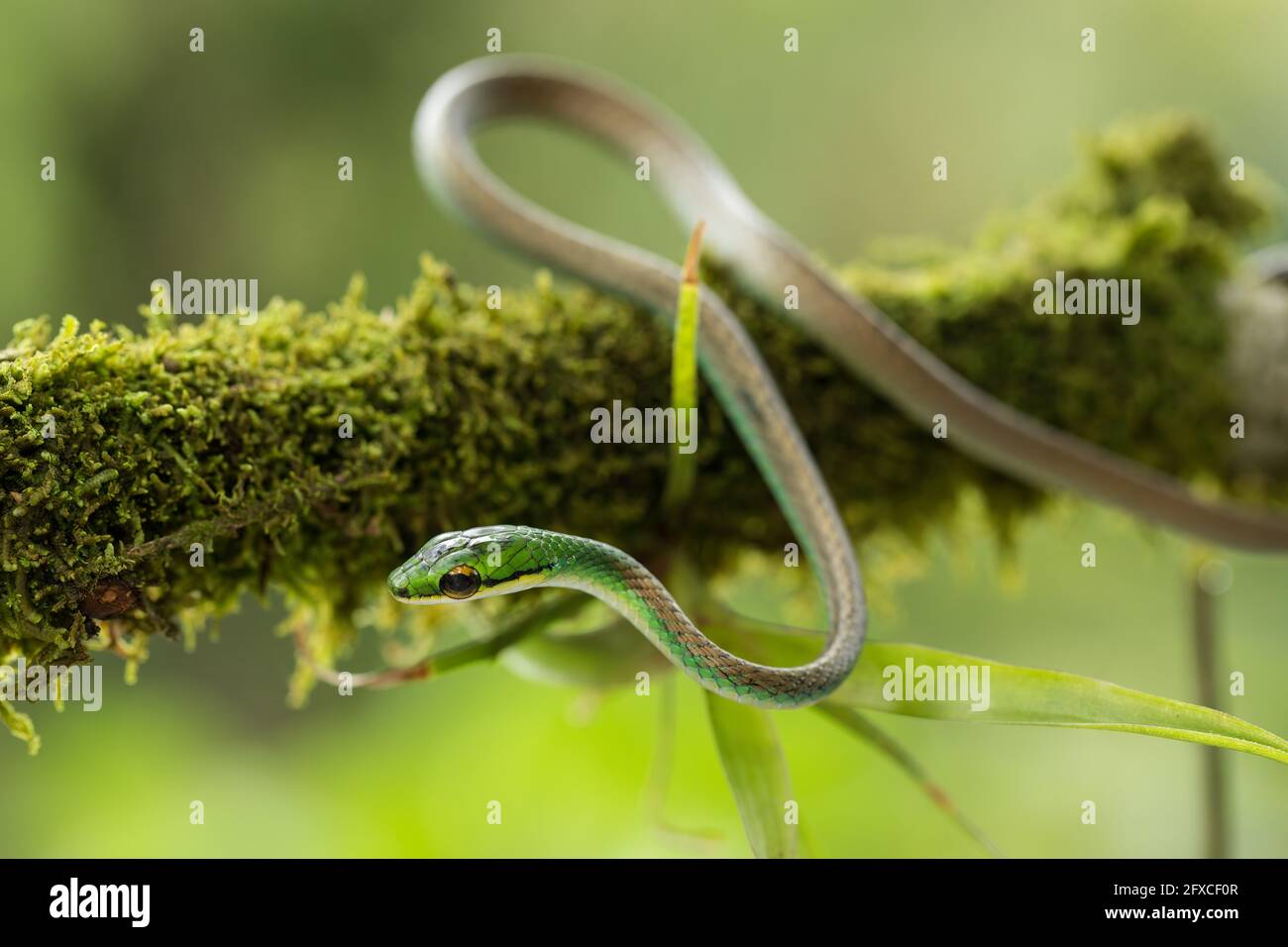 Le serpent perroquet satiny, Leptophis ahaetulla, est un serpent arboricole présent en Amérique centrale et du Sud. Banque D'Images