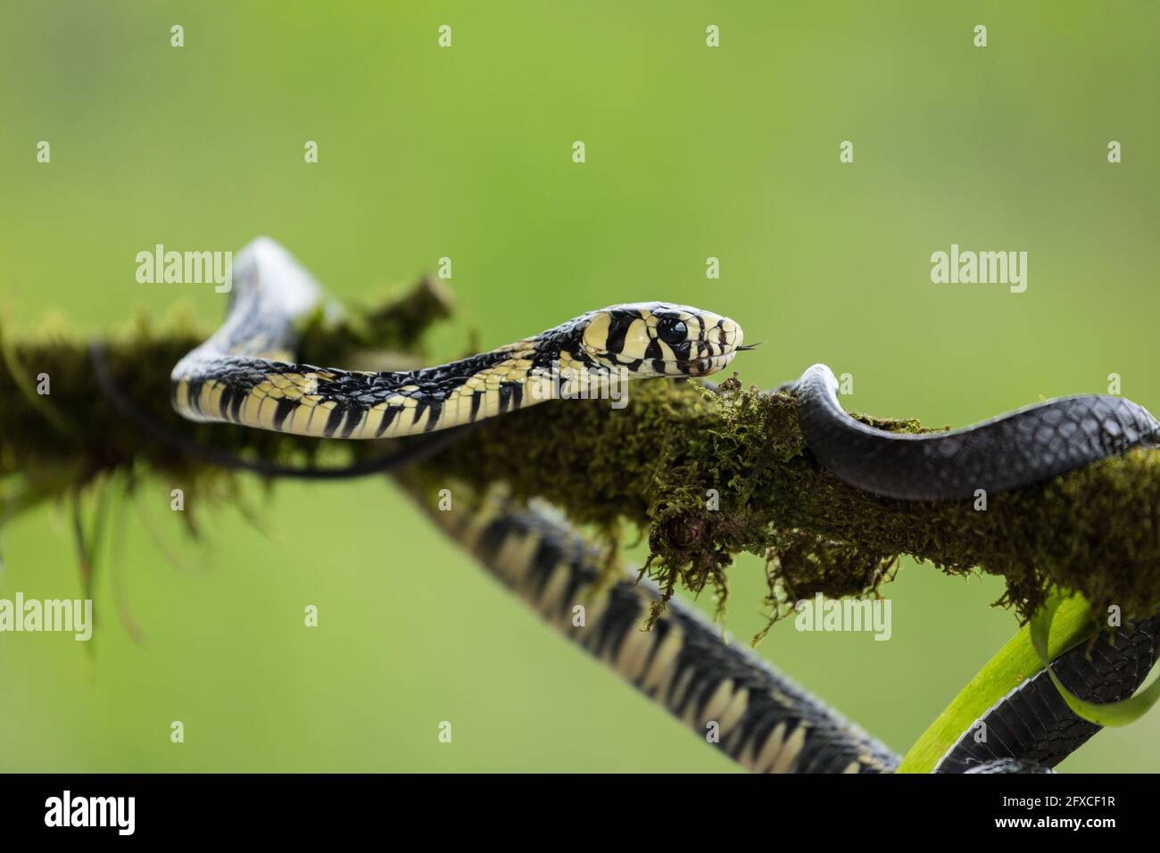 Le serpent de rat de tigre, Spilotes pullatus, est un serpent non venimeux trouvé du Mexique au centre de l'Amérique du Sud. Il peut atteindre 14 pieds de longueur. Banque D'Images