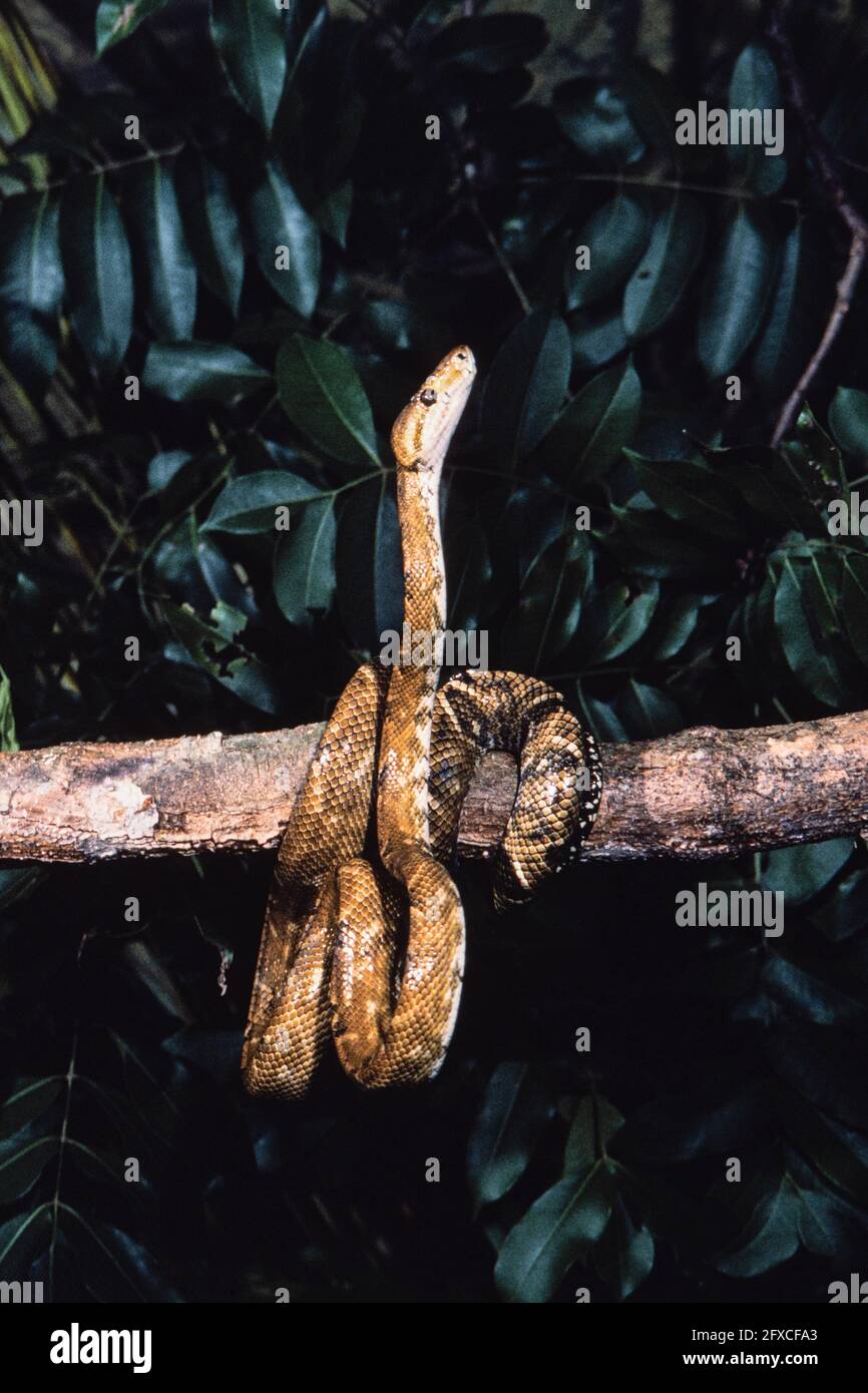 Boa d'arbre d'Amérique centrale ou Boa d'arbre commun, Corallus ruschenbergerii, dans un arbre au Panama. Banque D'Images