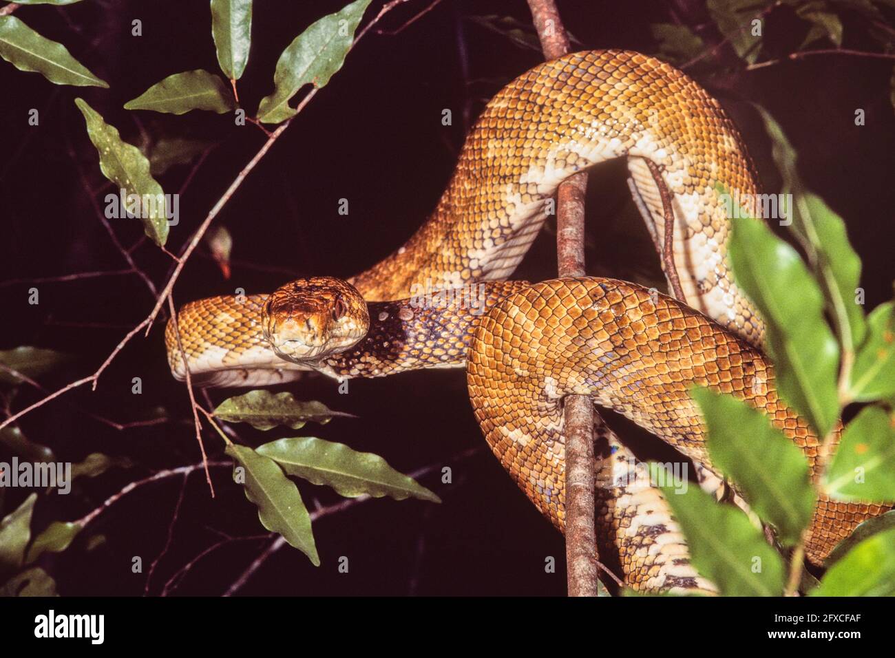 Boa d'arbre d'Amérique centrale ou Boa d'arbre commun, Corallus ruschenbergerii, dans un arbre au Panama. Notez les grandes tiques sur le cou, à droite du He Banque D'Images