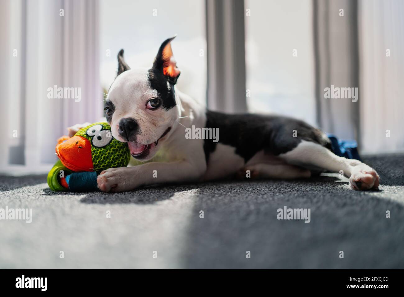 Mignon Boston Terrier portrait de chiot, elle regarde l'appareil photo sourire. Elle est couchée avec un jouet dans ses pattes avant à l'intérieur sur un tapis. Banque D'Images
