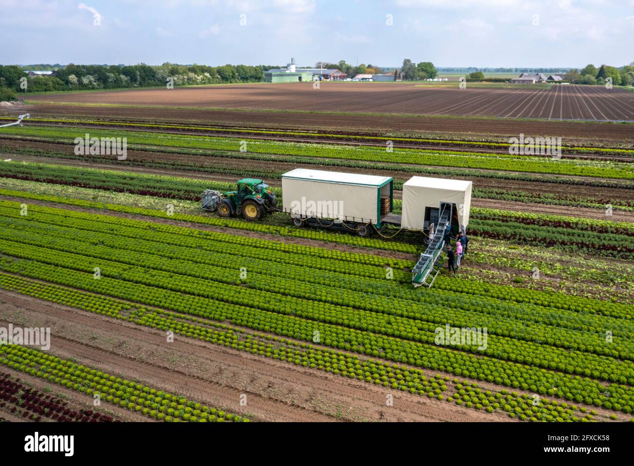 Récolte de laitue Lollo Bianco, les travailleurs de la récolte coupent les têtes de laitue, les nettoient et les mettent dans des boîtes, dans la remorque ils sont lavés et pac Banque D'Images