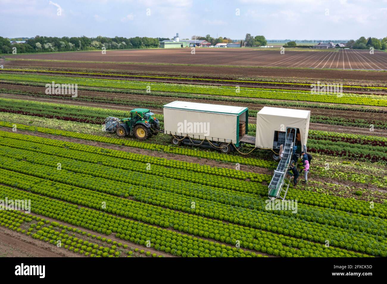 Récolte de laitue Lollo Bianco, les travailleurs de la récolte coupent les têtes de laitue, les nettoient et les mettent dans des boîtes, dans la remorque ils sont lavés et pac Banque D'Images