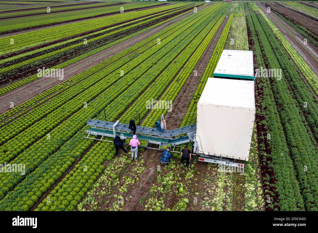 Récolte de laitue Lollo Bianco, les travailleurs de la récolte coupent les têtes de laitue, les nettoient et les mettent dans des boîtes, dans la remorque ils sont lavés et pac Banque D'Images