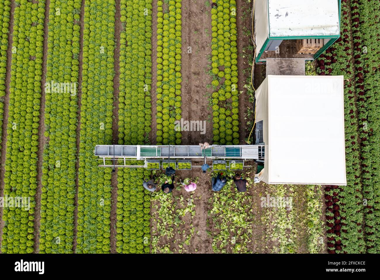 Récolte de laitue Lollo Bianco, les travailleurs de la récolte coupent les têtes de laitue, les nettoient et les mettent dans des boîtes, dans la remorque ils sont lavés et pac Banque D'Images