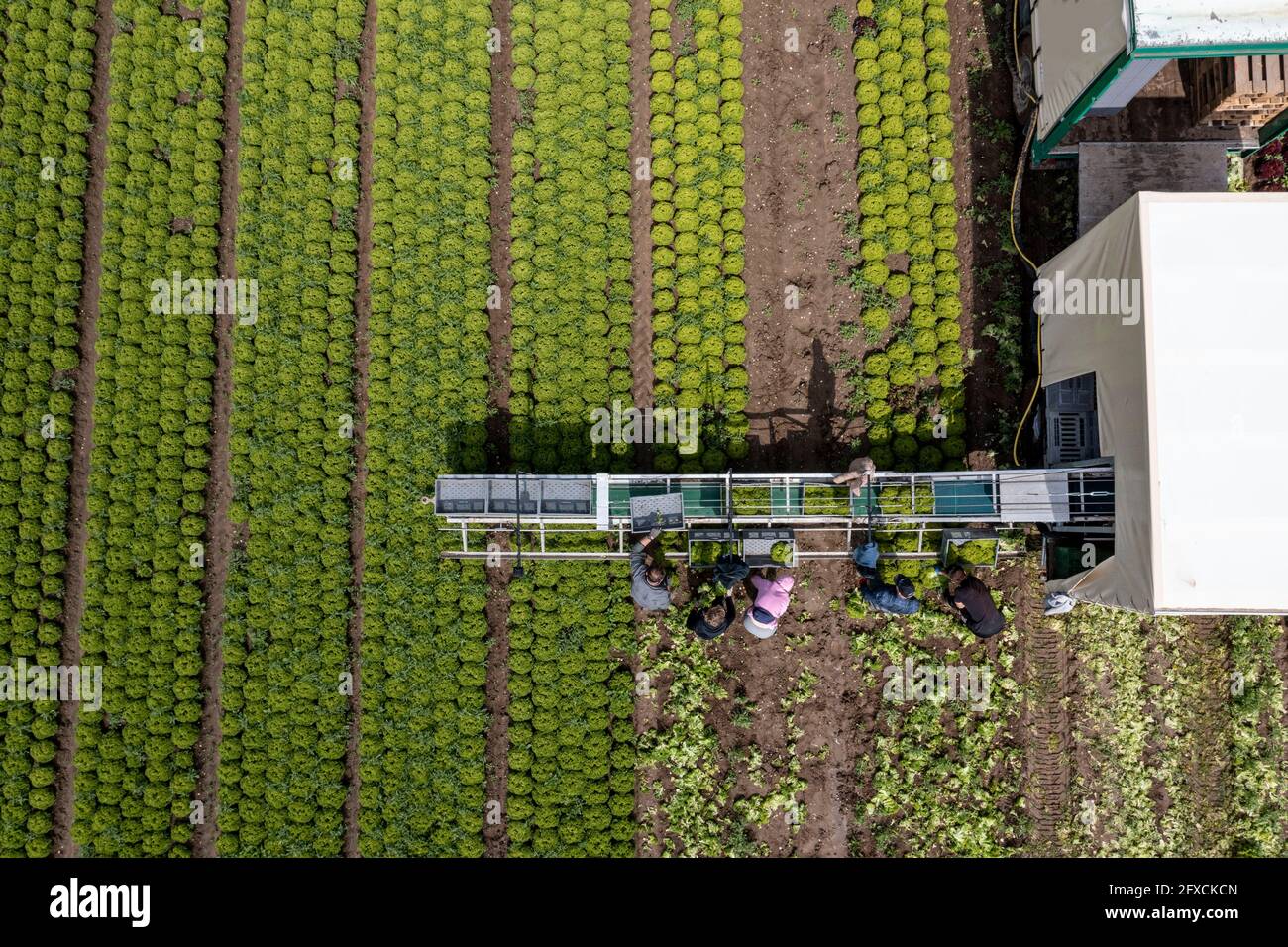 Récolte de laitue Lollo Bianco, les travailleurs de la récolte coupent les têtes de laitue, les nettoient et les mettent dans des boîtes, dans la remorque ils sont lavés et pac Banque D'Images