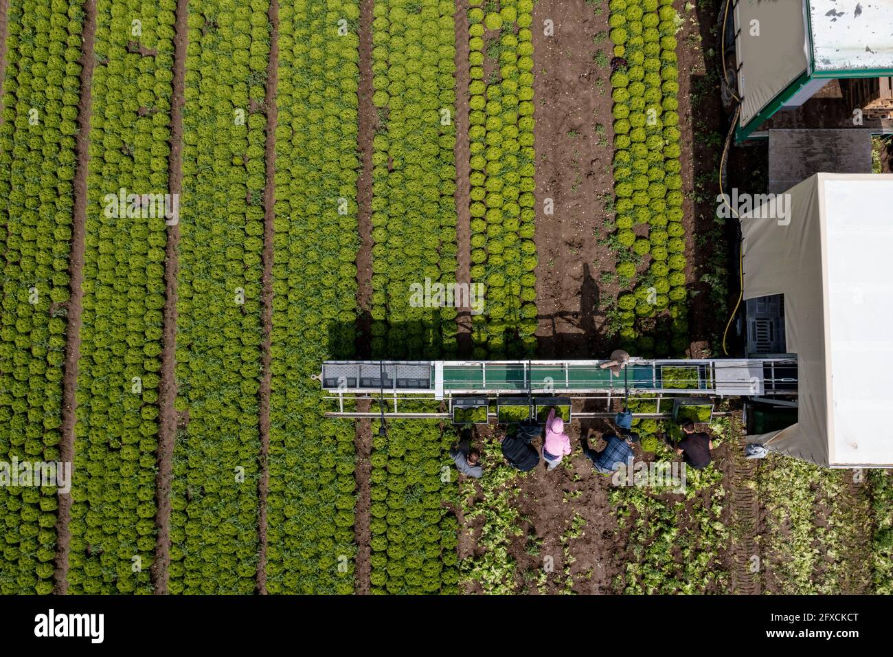 Récolte de laitue Lollo Bianco, les travailleurs de la récolte coupent les têtes de laitue, les nettoient et les mettent dans des boîtes, dans la remorque ils sont lavés et pac Banque D'Images
