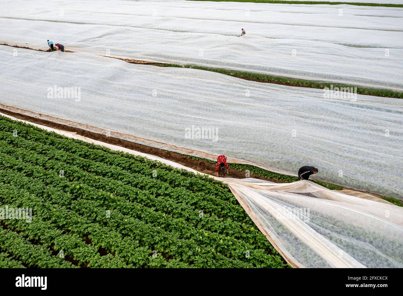 Champ de pomme de terre, la couverture polaire est retirée, la polaire est de protéger contre les influences météorologiques, les ravageurs, la tempête de grêle au printemps et soutient la croissance à bas Banque D'Images