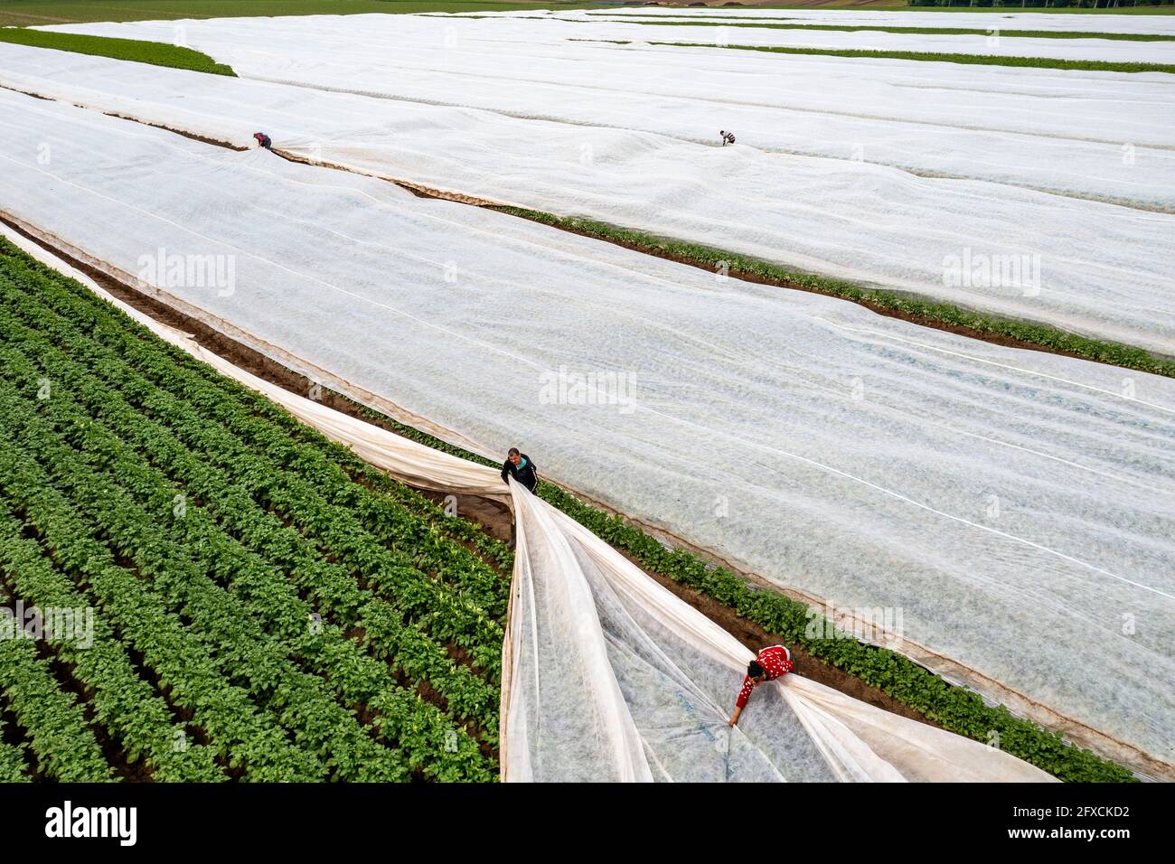 Champ de pomme de terre, la couverture polaire est retirée, la polaire est de protéger contre les influences météorologiques, les ravageurs, la tempête de grêle au printemps et soutient la croissance à bas Banque D'Images
