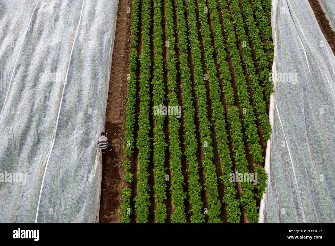 Champ de pomme de terre, la couverture polaire est retirée, la polaire est de protéger contre les influences météorologiques, les ravageurs, la tempête de grêle au printemps et soutient la croissance à bas Banque D'Images