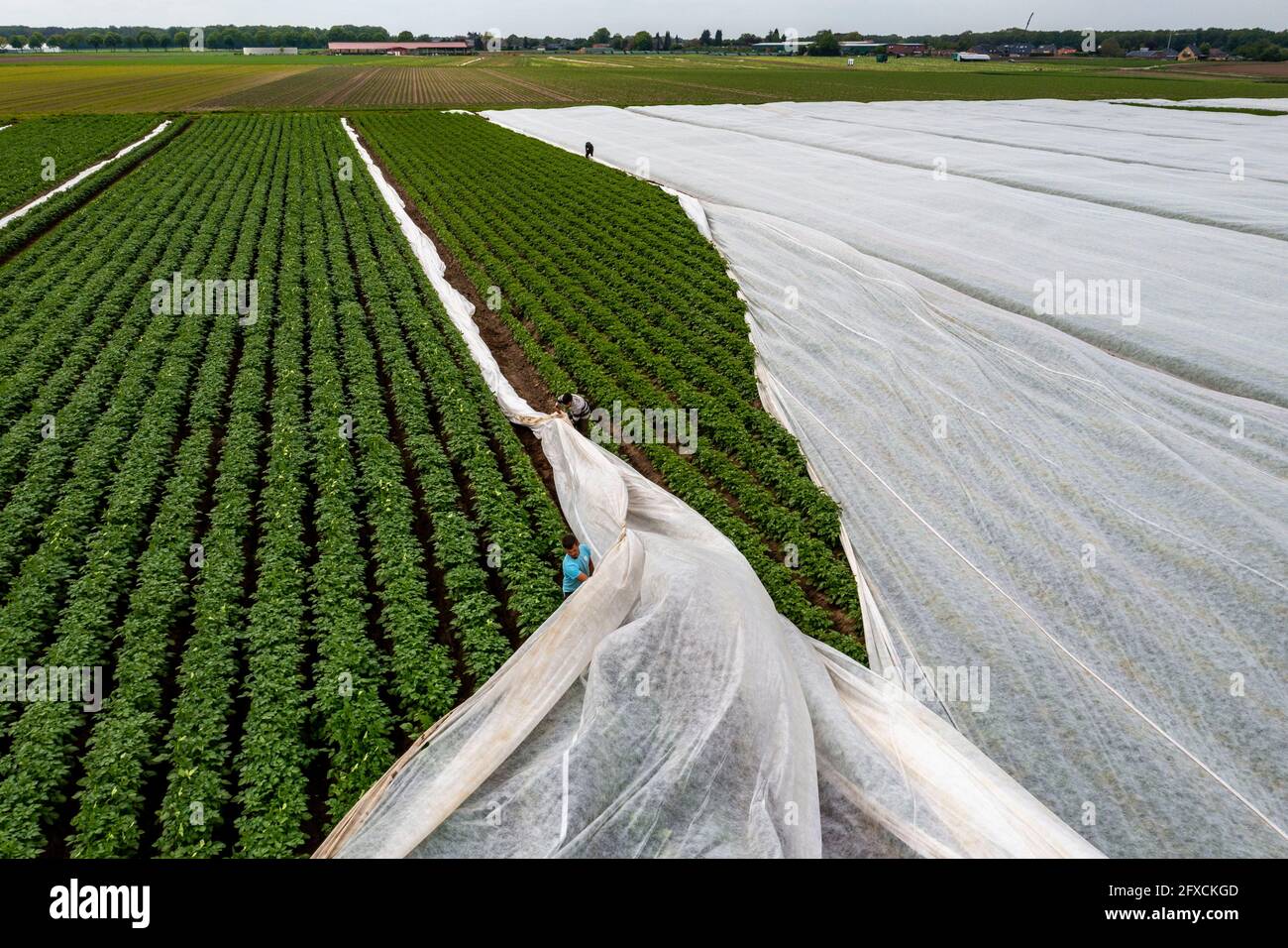Champ de pomme de terre, la couverture polaire est retirée, la polaire est de protéger contre les influences météorologiques, les ravageurs, la tempête de grêle au printemps et soutient la croissance à bas Banque D'Images