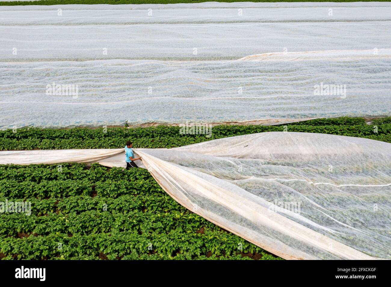 Champ de pomme de terre, la couverture polaire est retirée, la polaire est de protéger contre les influences météorologiques, les ravageurs, la tempête de grêle au printemps et soutient la croissance à bas Banque D'Images