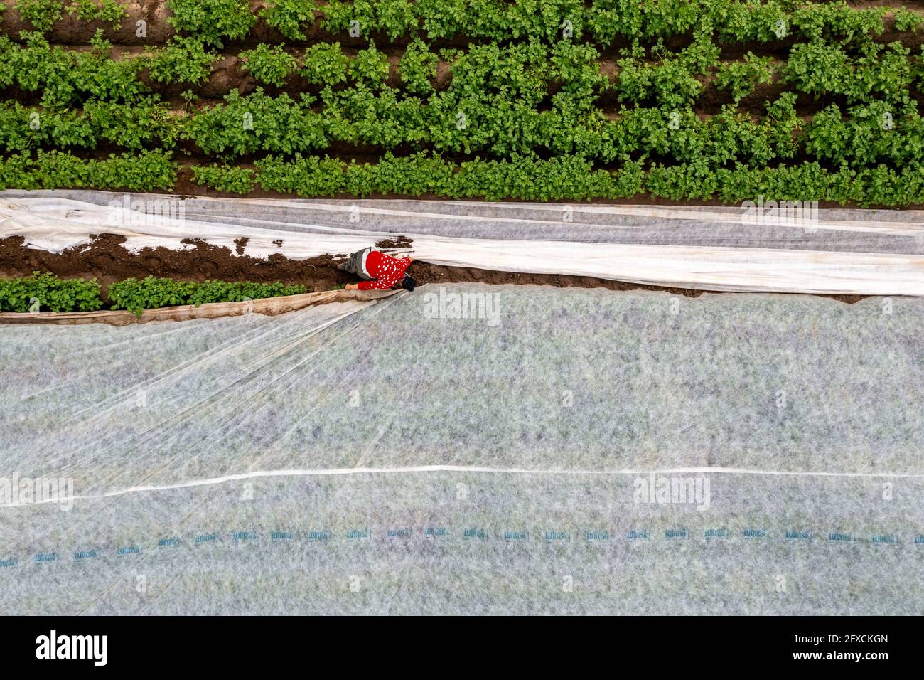 Champ de pomme de terre, la couverture polaire est retirée, la polaire est de protéger contre les influences météorologiques, les ravageurs, la tempête de grêle au printemps et soutient la croissance à bas Banque D'Images