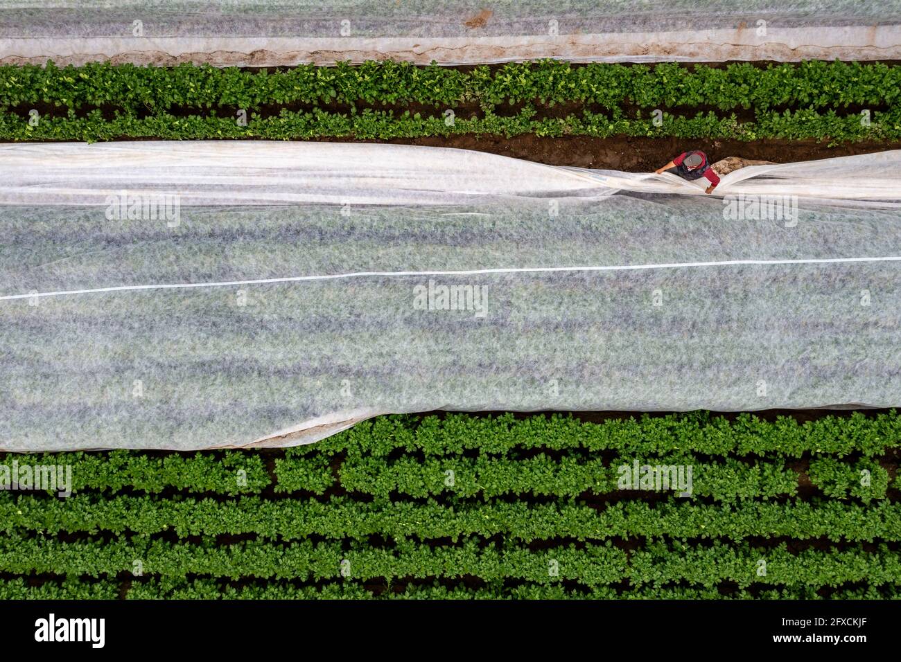 Champ de pomme de terre, la couverture polaire est retirée, la polaire est de protéger contre les influences météorologiques, les ravageurs, la tempête de grêle au printemps et soutient la croissance à bas Banque D'Images