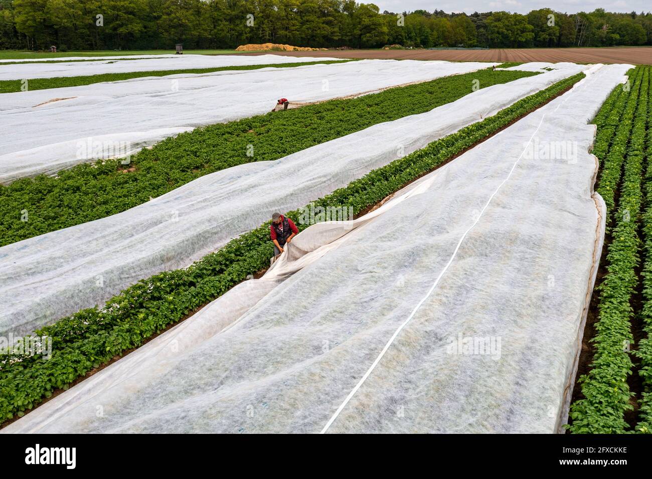 Champ de pomme de terre, la couverture polaire est retirée, la polaire est de protéger contre les influences météorologiques, les ravageurs, la tempête de grêle au printemps et soutient la croissance à bas Banque D'Images