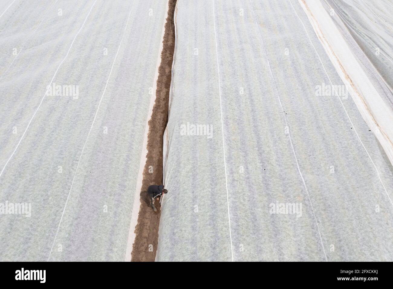 Champ de pomme de terre, la couverture polaire est retirée, la polaire est de protéger contre les influences météorologiques, les ravageurs, la tempête de grêle au printemps et soutient la croissance à bas Banque D'Images