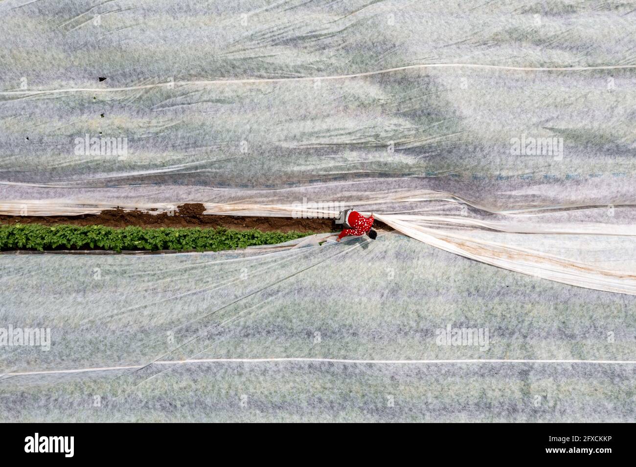 Champ de pomme de terre, la couverture polaire est retirée, la polaire est de protéger contre les influences météorologiques, les ravageurs, la tempête de grêle au printemps et soutient la croissance à bas Banque D'Images