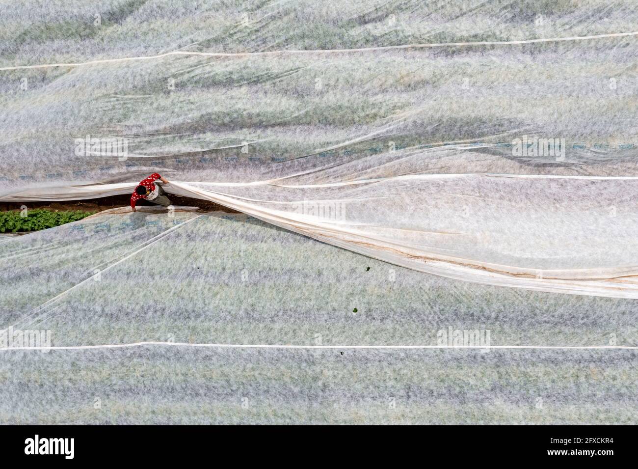 Champ de pomme de terre, la couverture polaire est retirée, la polaire est de protéger contre les influences météorologiques, les ravageurs, la tempête de grêle au printemps et soutient la croissance à bas Banque D'Images