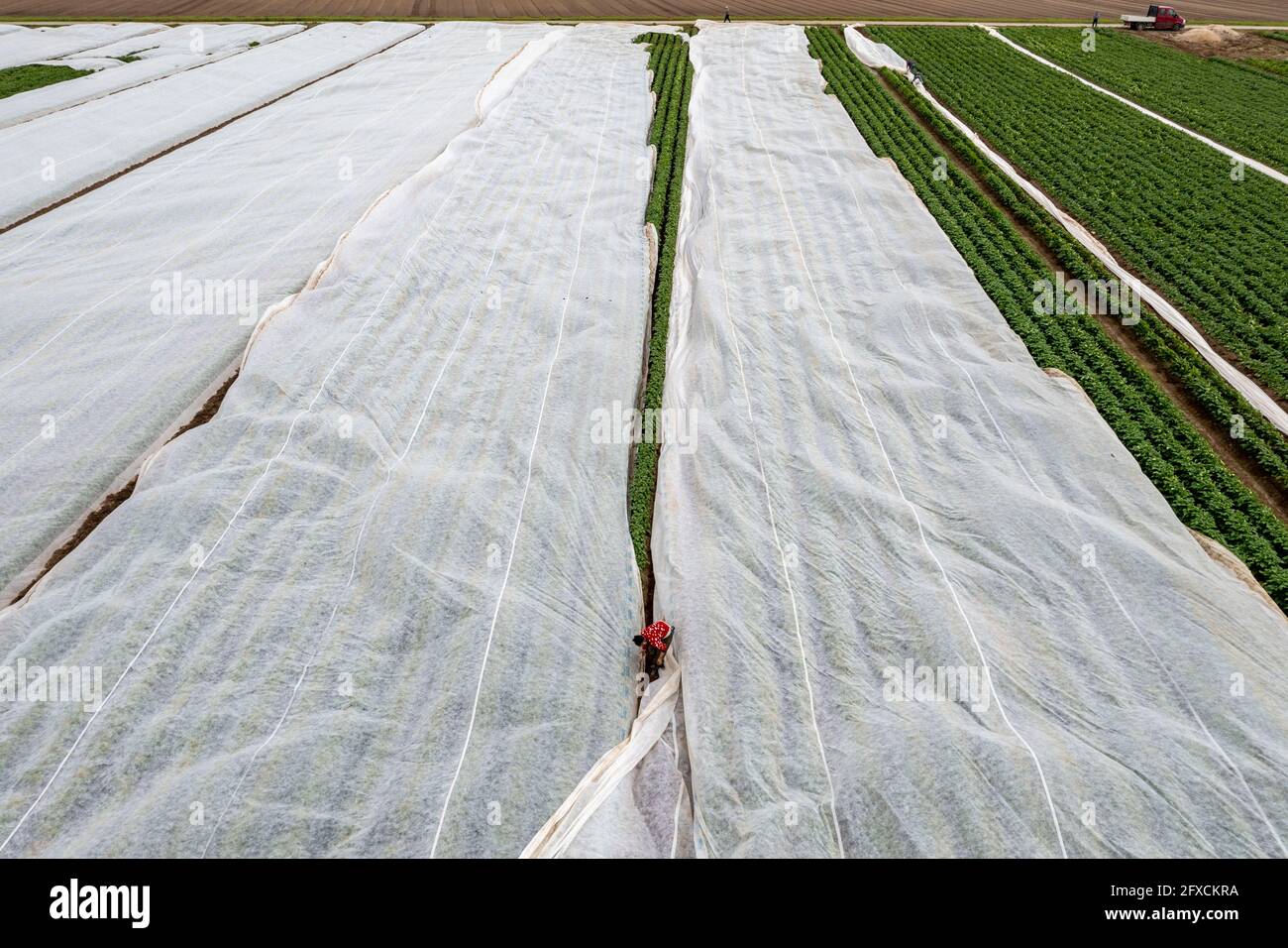 Champ de pomme de terre, la couverture polaire est retirée, la polaire est de protéger contre les influences météorologiques, les ravageurs, la tempête de grêle au printemps et soutient la croissance à bas Banque D'Images
