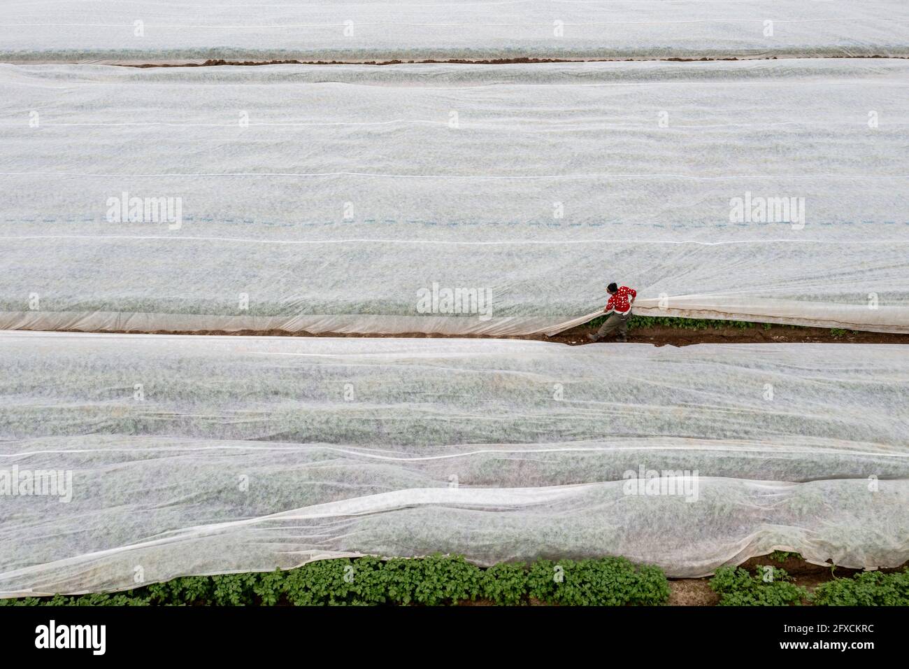 Champ de pomme de terre, la couverture polaire est retirée, la polaire est de protéger contre les influences météorologiques, les ravageurs, la tempête de grêle au printemps et soutient la croissance à bas Banque D'Images