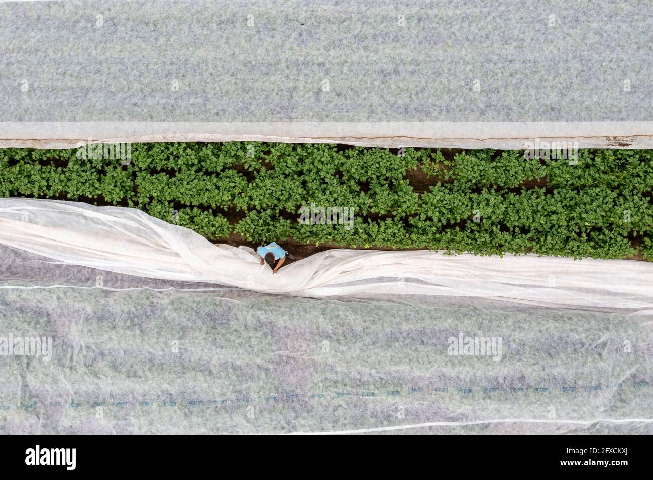 Champ de pomme de terre, la couverture polaire est retirée, la polaire est de protéger contre les influences météorologiques, les ravageurs, la tempête de grêle au printemps et soutient la croissance à bas Banque D'Images