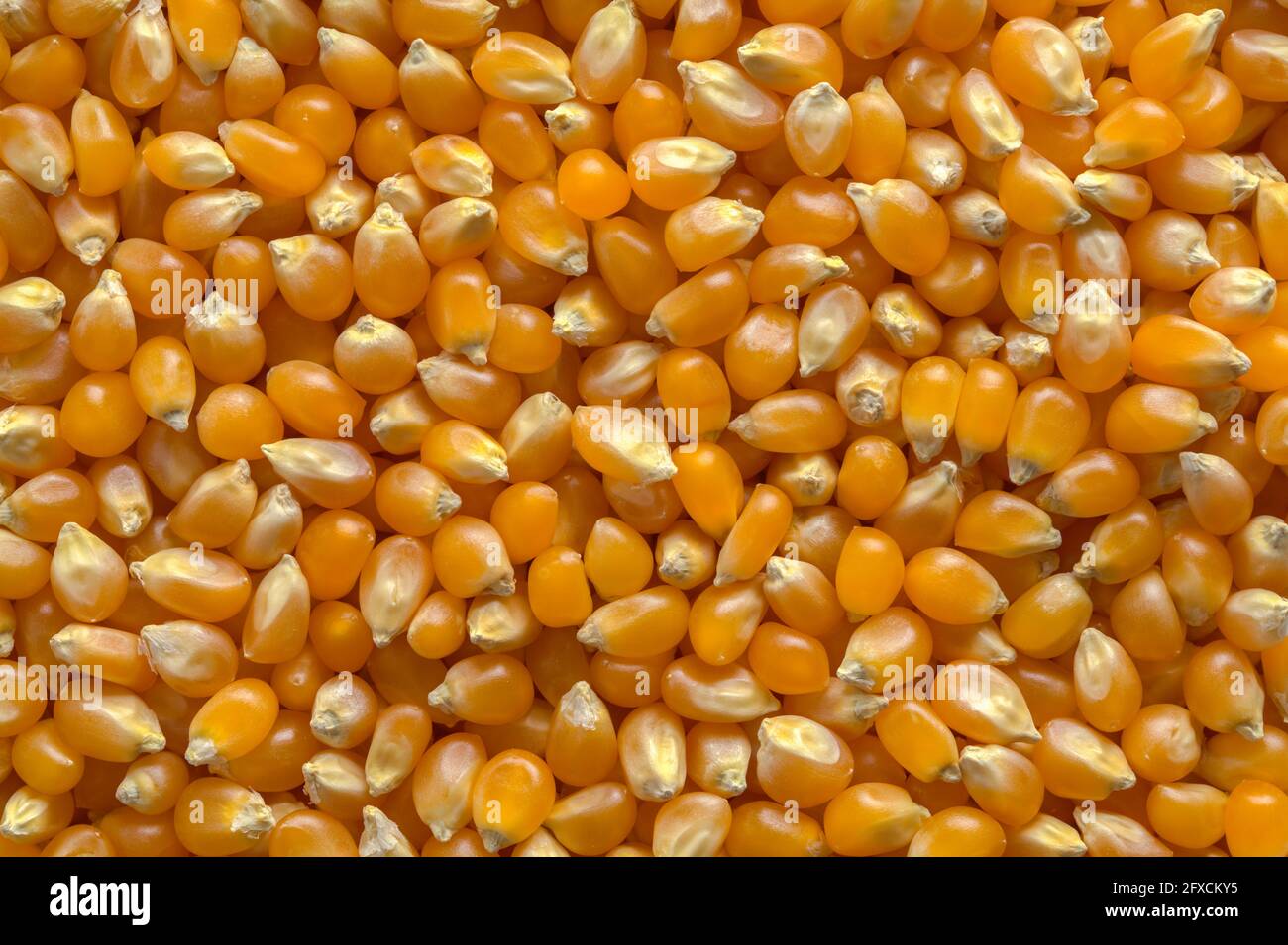 Texture de fond de la pile de graines de maïs soufflé jaune. Banque D'Images