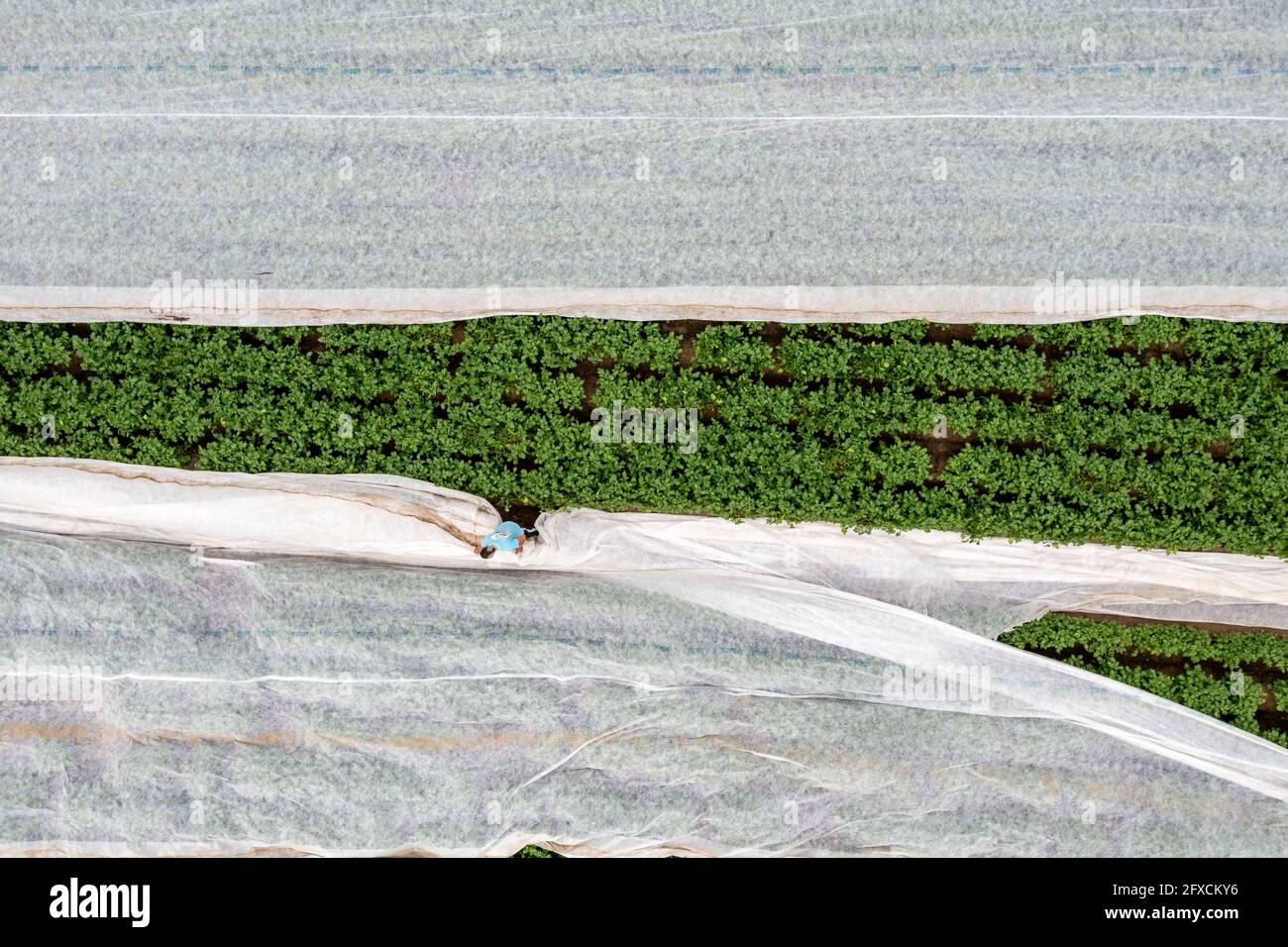 Champ de pomme de terre, la couverture polaire est retirée, la polaire est de protéger contre les influences météorologiques, les ravageurs, la tempête de grêle au printemps et soutient la croissance à bas Banque D'Images