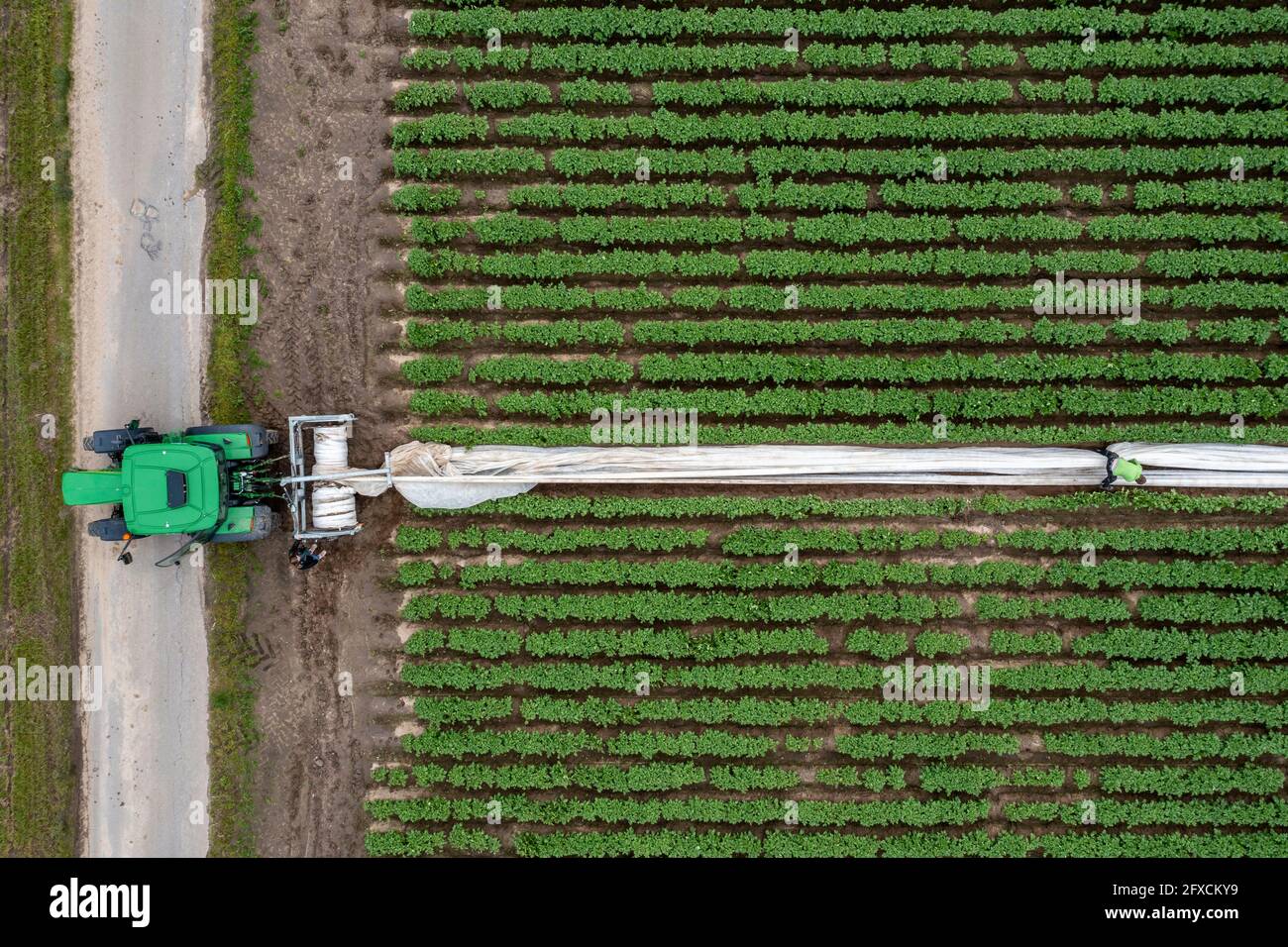 Champ de pomme de terre, la couverture polaire est retirée, la polaire est de protéger contre les influences météorologiques, les ravageurs, la tempête de grêle au printemps et soutient la croissance à bas Banque D'Images