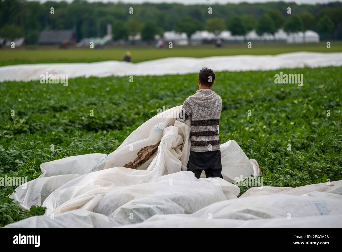 Champ de pomme de terre, la couverture polaire est retirée, la polaire est de protéger contre les influences météorologiques, les ravageurs, la tempête de grêle au printemps et soutient la croissance à bas Banque D'Images