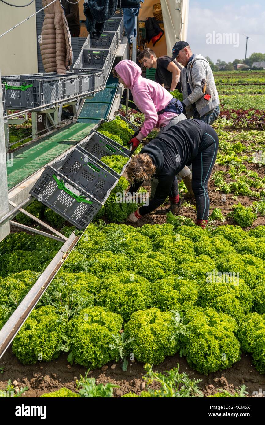 Récolte de laitue Lollo Bianco, les travailleurs de la récolte coupent les têtes de laitue, les nettoient et les mettent dans des boîtes, dans la remorque ils sont lavés et pac Banque D'Images