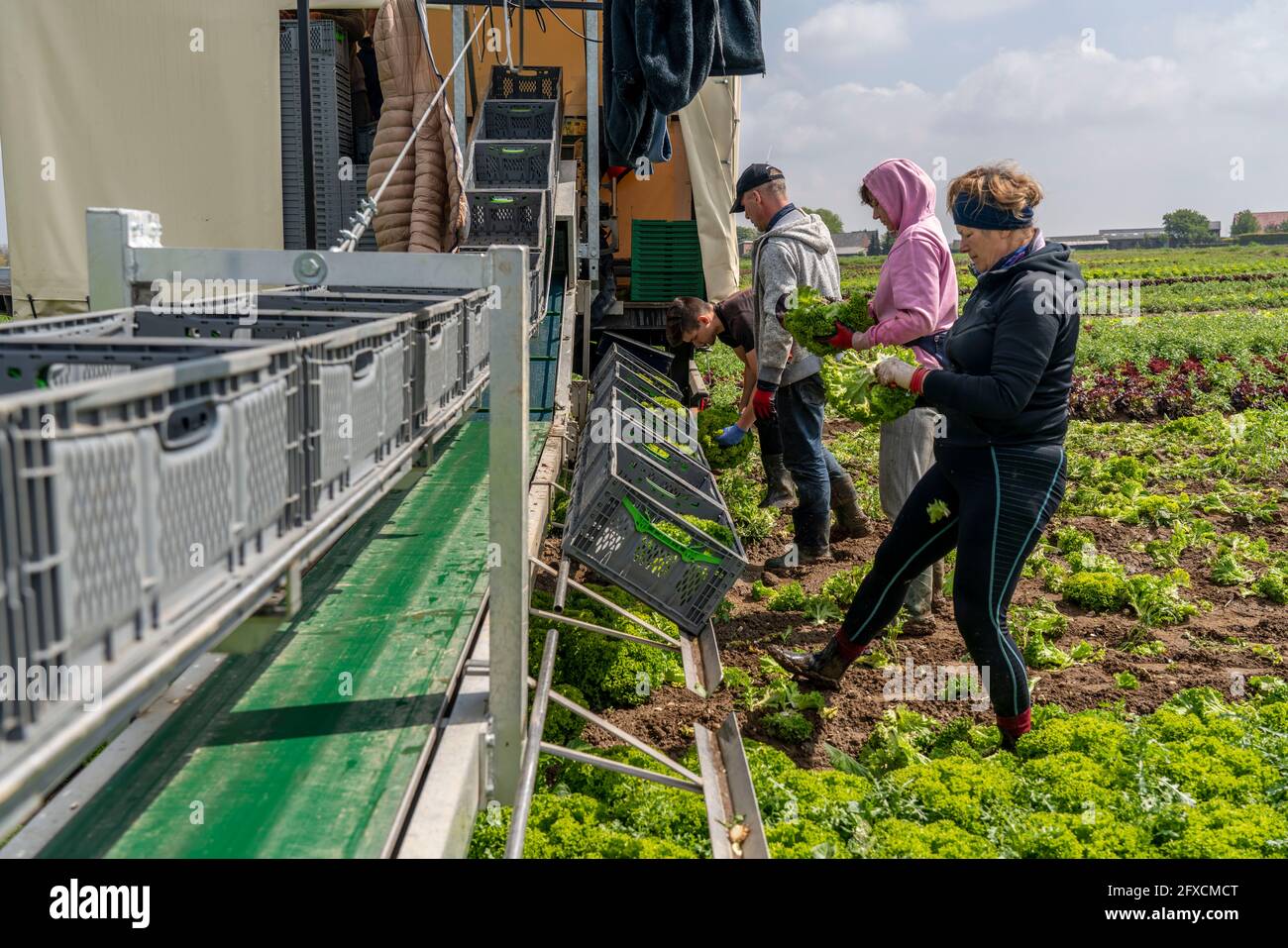 Récolte de laitue Lollo Bianco, les travailleurs de la récolte coupent les têtes de laitue, les nettoient et les mettent dans des boîtes, dans la remorque ils sont lavés et pac Banque D'Images
