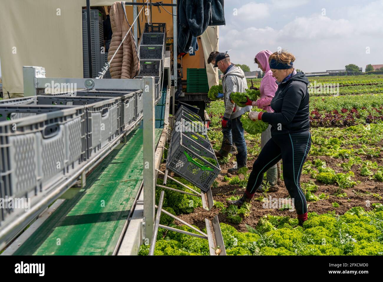 Récolte de laitue Lollo Bianco, les travailleurs de la récolte coupent les têtes de laitue, les nettoient et les mettent dans des boîtes, dans la remorque ils sont lavés et pac Banque D'Images