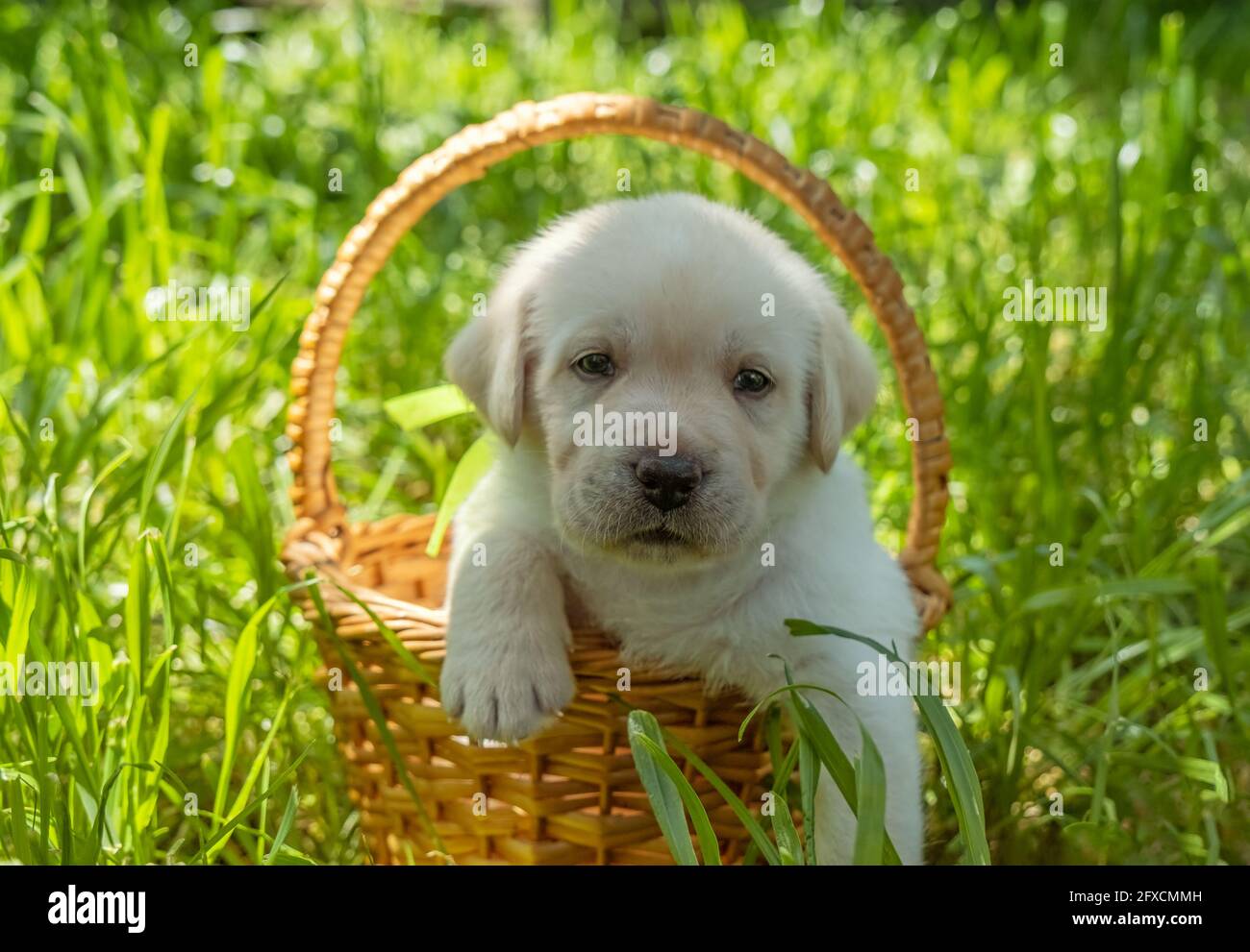 Labrador chiot dans le panier Banque D'Images