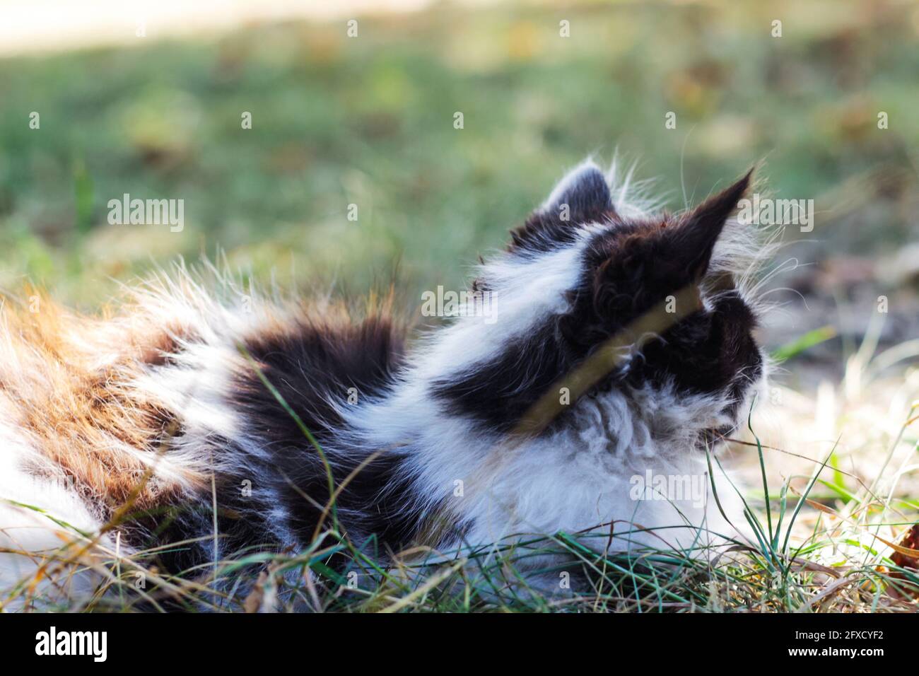 Refocalisation de chat noir et blanc mignon, siège de chaton sur l'herbe d'été et la chasse. Arrière-plan animal de compagnie amour. Chasse au chaton. Animal de mammifère en fourrure. Sur Banque D'Images