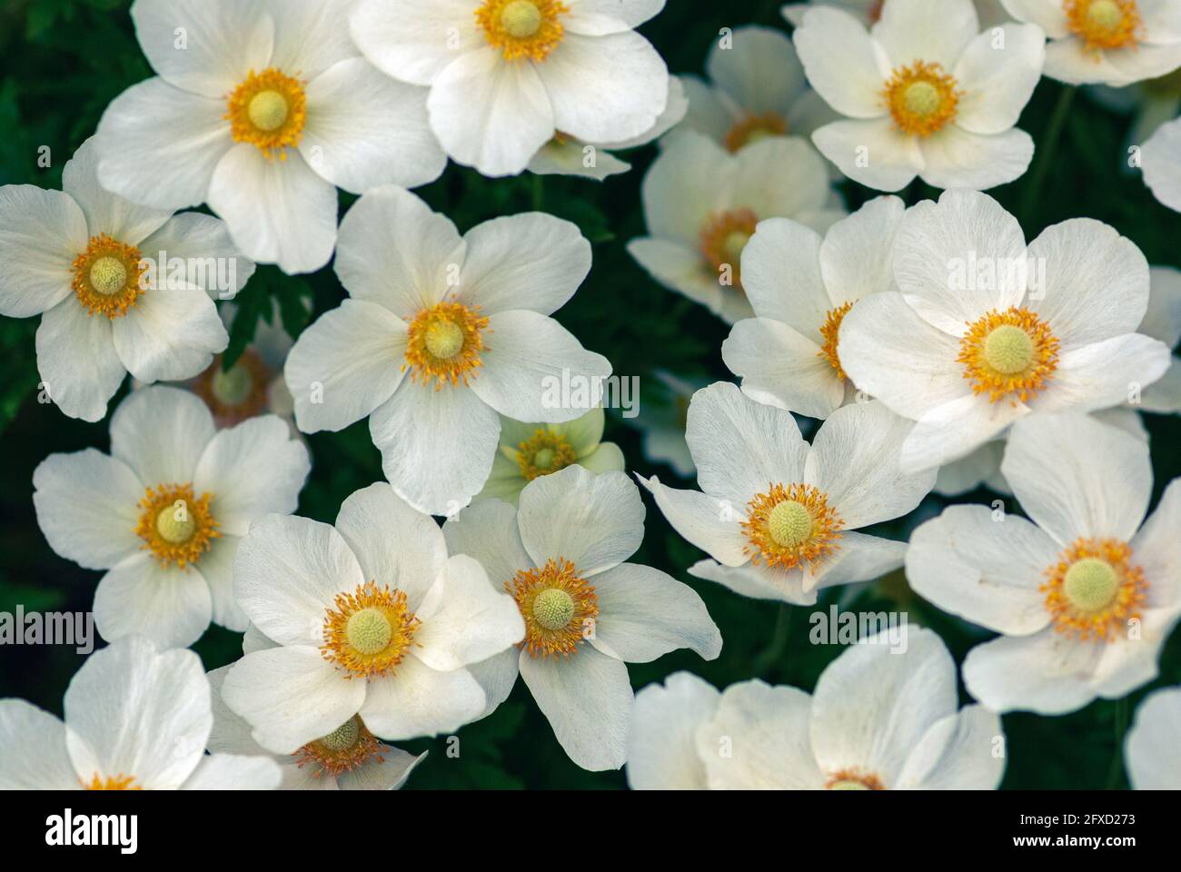 Snowdrop windflowers vue grand angle, Anemone sylvestris fleurs blanches fond Banque D'Images