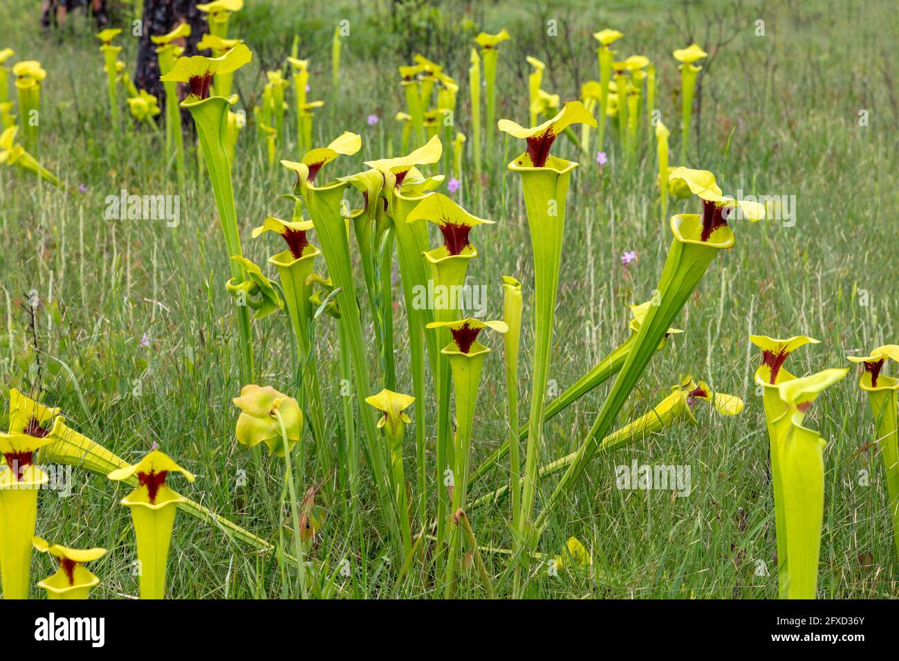 Pitcher jaune (Sarracenia flava var rugelii), tourbière d'infiltration, nord-ouest de la Floride, printemps, États-Unis, Par James D Coppinger/Dembinsky photo Assoc Banque D'Images