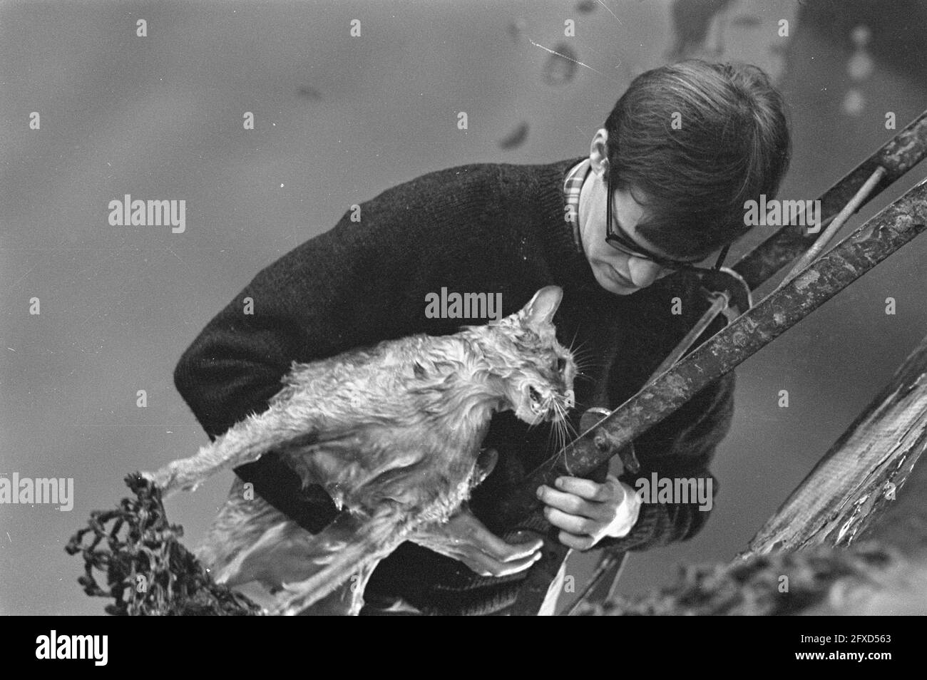 Chat Dans L Eau A Reguliersgracht Le Chat Secouru Avec Sauvetage Sur L Echelle 16 Decembre 1967 Chats Pays Bas Agence De Presse Du Xxe Siecle Photo Nouvelles A Retenir Documentaire Photographie Historique 1945 1990 Histoires