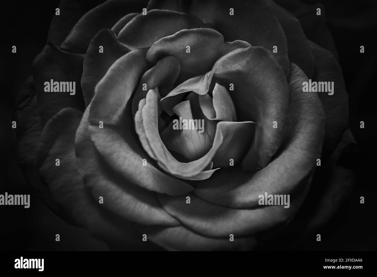 Rose, gros plan, noir et blanc, détails, nature, macro Banque D'Images