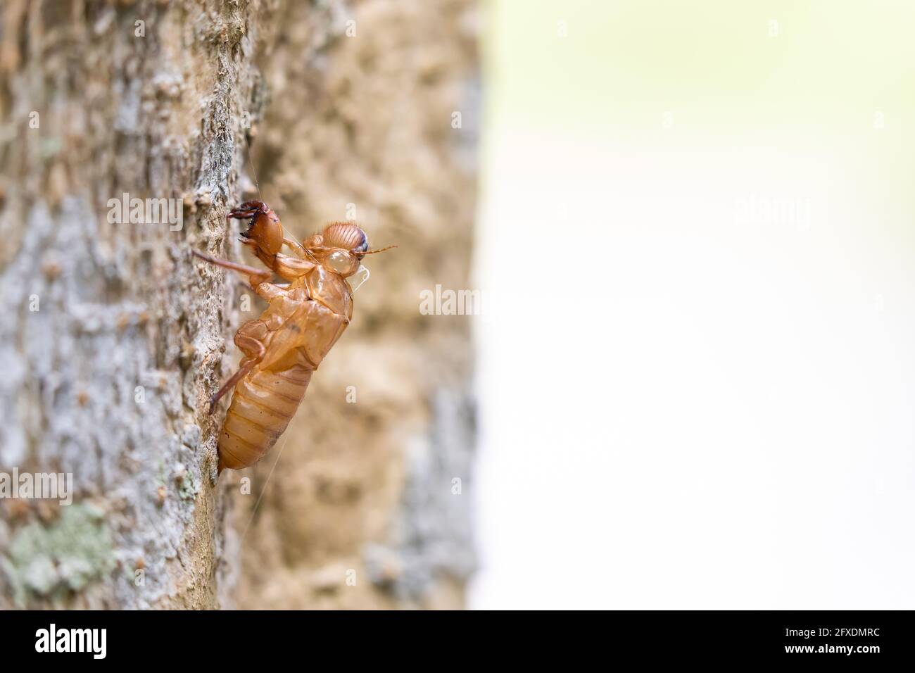 Gros plan cicada taches sur le grand arbre dans le jardin Banque D'Images