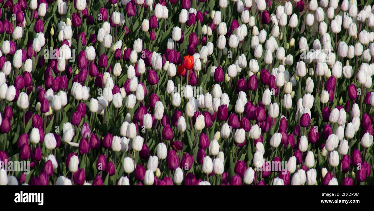 Tulipes blanches et rouges, arrière-plan des fleurs fleuries sur le terrain. Banque D'Images
