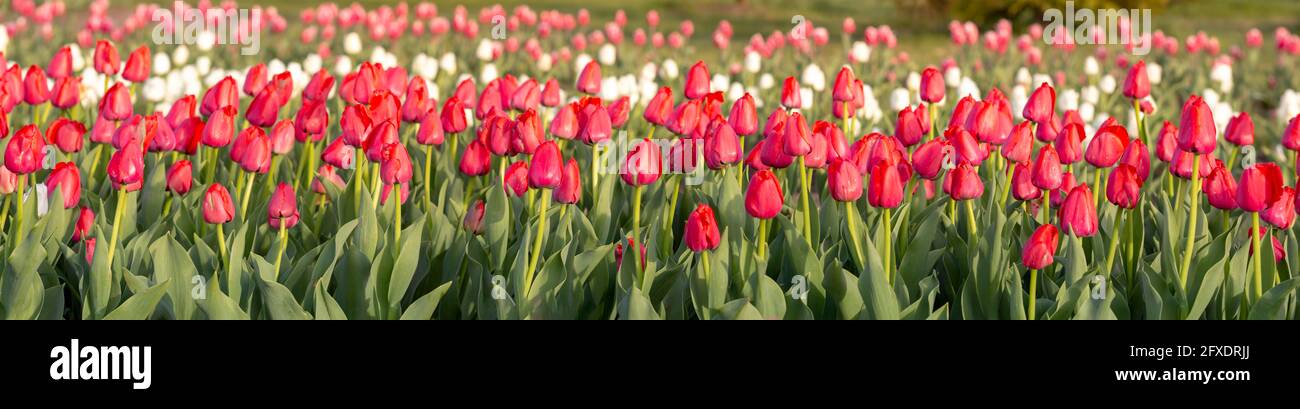 Panorama des tulipes rouges sur le terrain. Fleurs printanières en fleurs. Banque D'Images