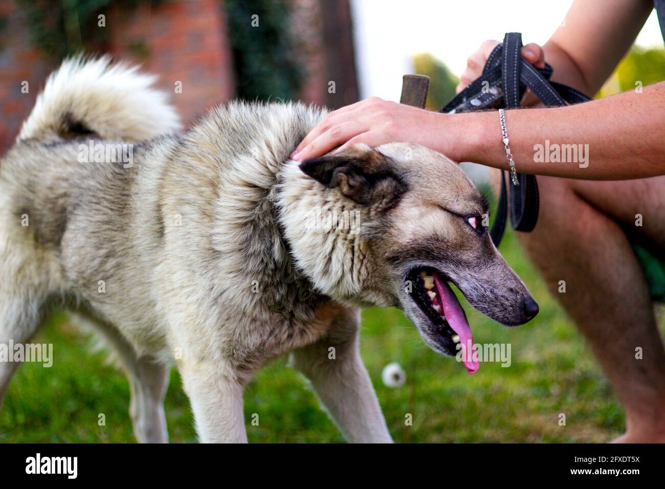 Gros plan sur la laisse avec une longue langue, le laika husky sibérien en colère. Les mains de l'homme chien de chasse, confiance concept de confiance, amour. Caresser le propriétaire Banque D'Images