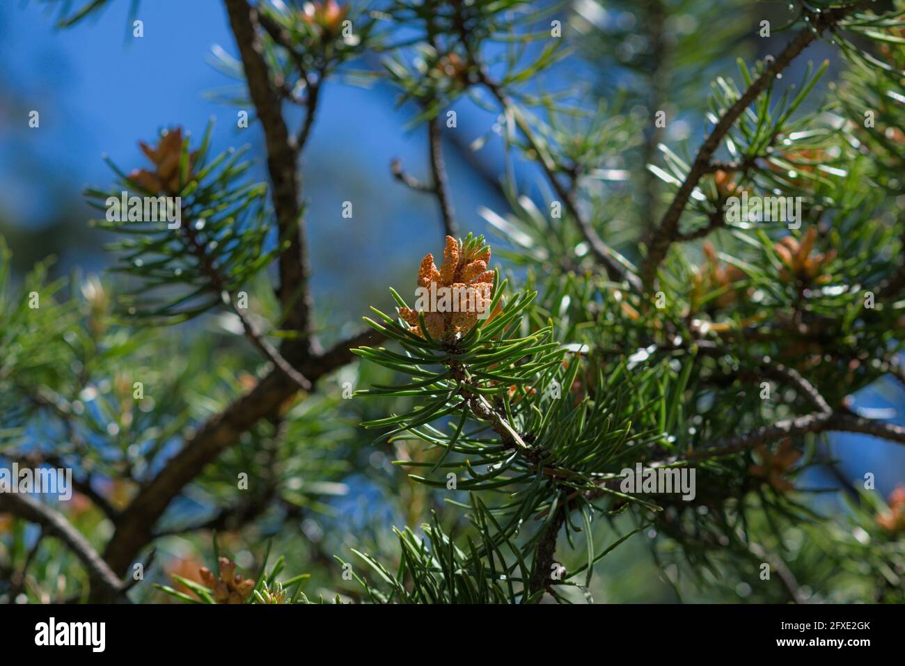 Jeunes nouveaux cônes de pin (Pinus banksiana) sur le sentier du pin Jack à Ottawa, Ontario, Canada. Banque D'Images