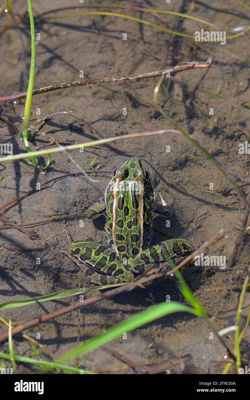 La grenouille léopard (Lithobates pipipiens) exposée dans les échalotes de l'étang local à Ottawa (Ontario), Canada. Banque D'Images