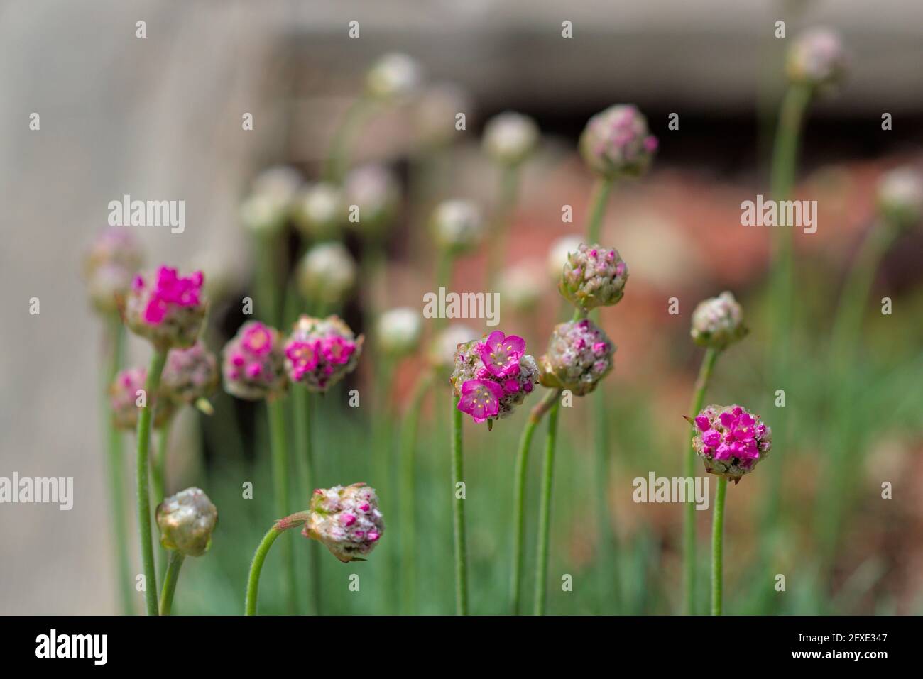 De magnifiques têtes de fleurs roses, qui viennent d'entrer en fleur, d'un thrift alpin (Armeria alpina) dans un jardin de Glebe à Ottawa, Ontario, Canada. Banque D'Images