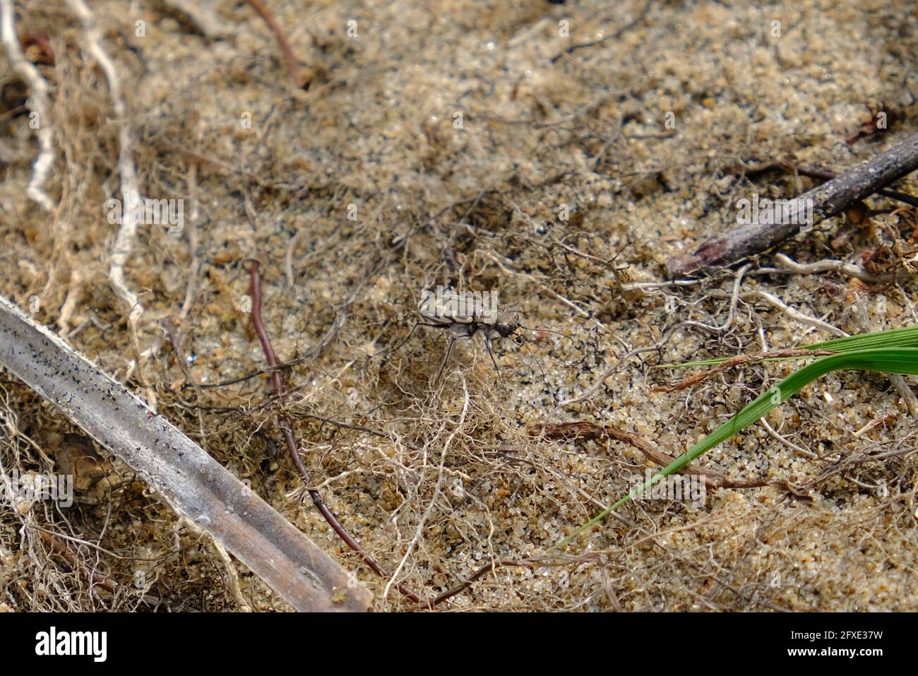 Le coléoptère de tigre bronzé (Cicindela repanda), très bien camouflé, sur la rive sablonneuse de la rivière des Outaouais, Ottawa (Ontario), Canada. Banque D'Images