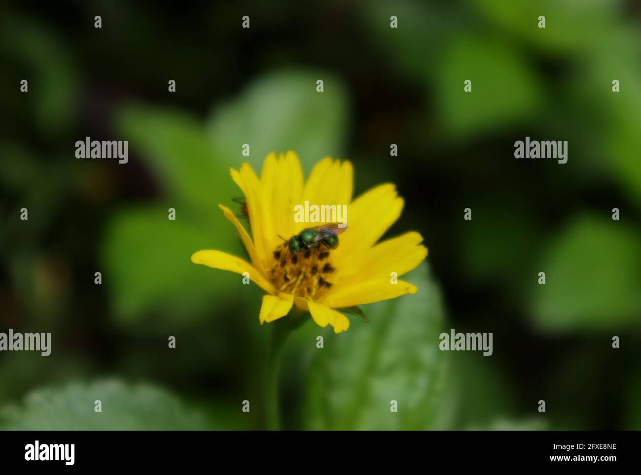 Vue latérale d'une abeille sueur verte métallique qui se nourrit une fleur jaune Banque D'Images