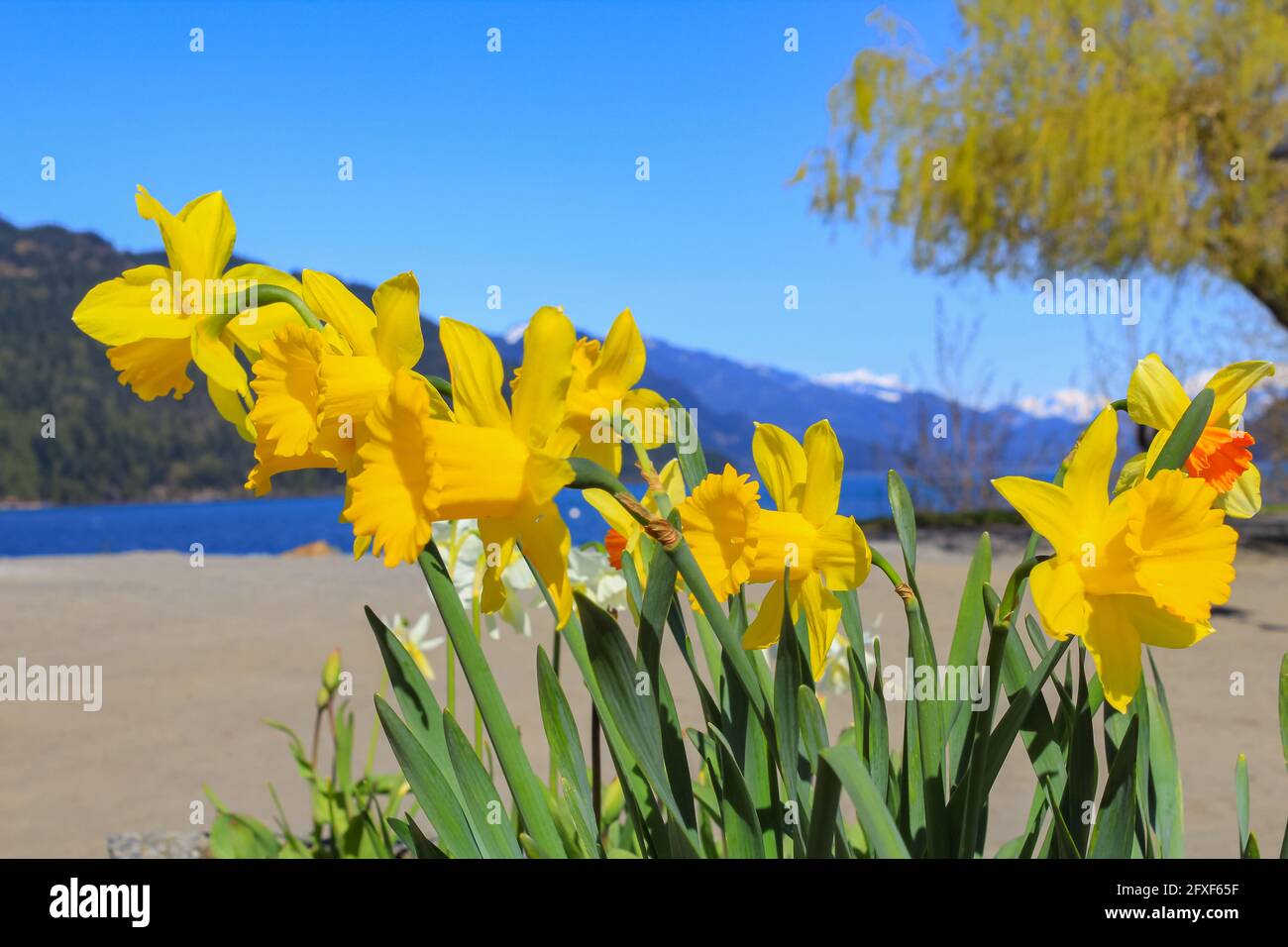 Les narcisses jaunes fleurissent sur le magnifique fond avec les montagnes et le lac. Photo de voyage, vue sur la rue, mise au point sélective, concept photo Flora. Banque D'Images