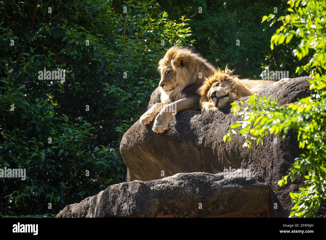 Lions d'Afrique (Panthera leo) au zoo d'Atlanta à Atlanta, Géorgie. (ÉTATS-UNIS) Banque D'Images